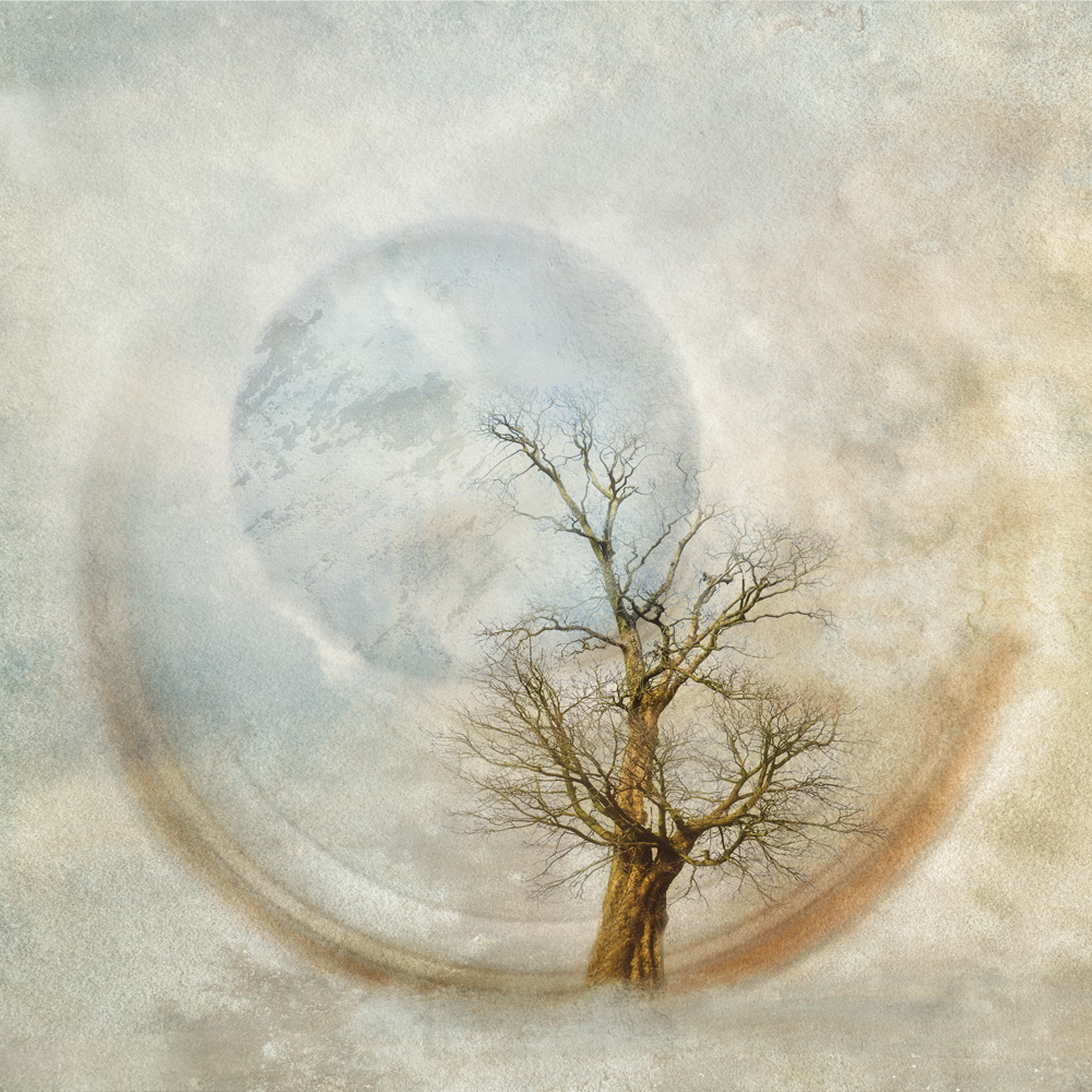 TREE GALLERY